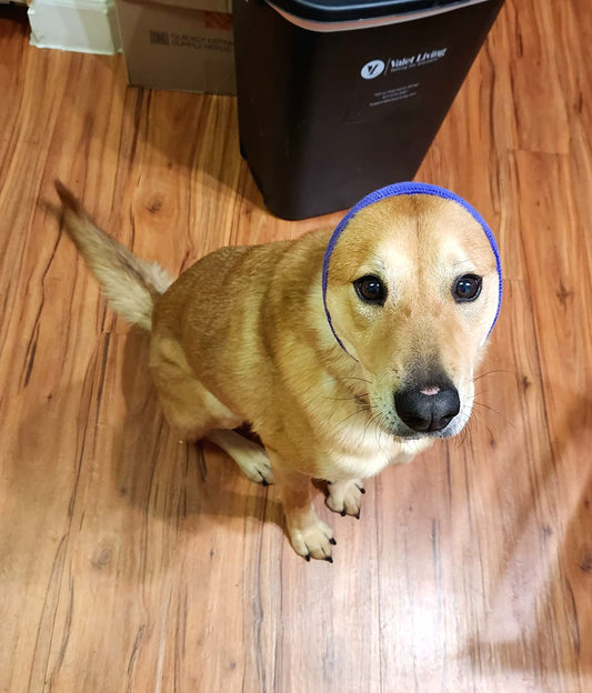 Dog wearing purple noise-canceling earmuffs sitting indoors on hardwood floor, looking up with calm expression