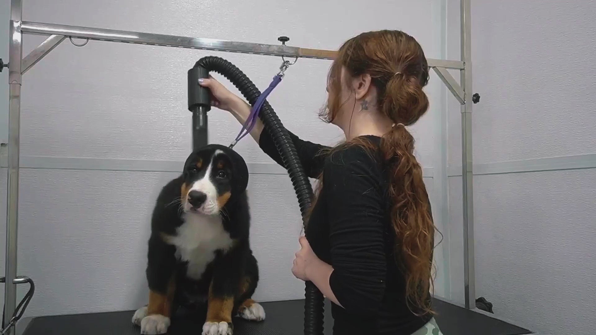 Load video: Dog wearing noise-canceling earmuffs at home, demonstrating how the product helps reduce stress and improve comfort in loud environments